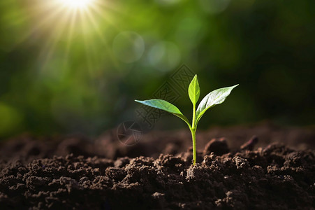 春天新鲜的农场在花园土壤上种植小树有阳光和生态图片