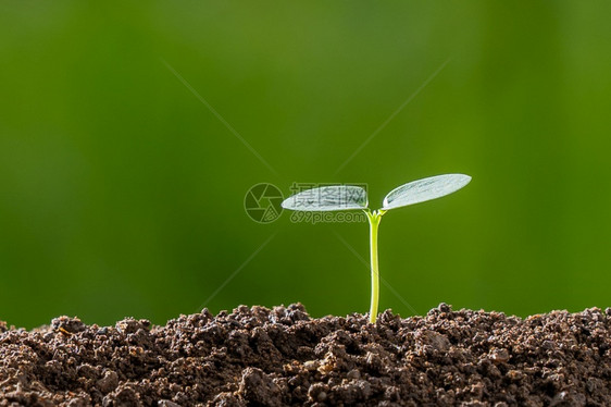 早晨幼苗太阳在有绿色自然背景的土壤上种植小树图片