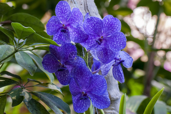 蝴蝶兰热带雨林中五颜六色的兰花美丽植物群图片