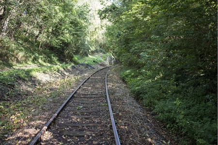 森林中的铁路轨道木头空的风景图片
