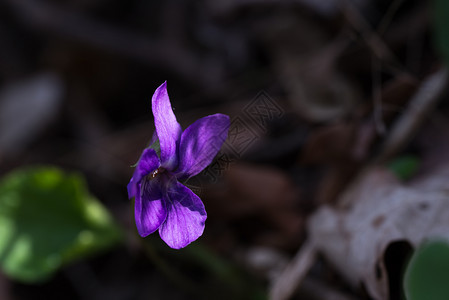 天然背景的甜紫罗兰草地上的甜紫罗兰精美户外环境图片