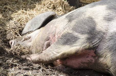 一种阿尔滕堡猪头睡在泥地上睡觉的猪头耳朵图片