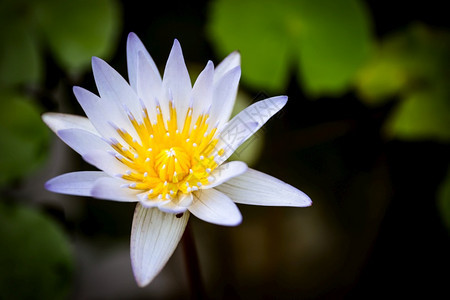 黑色的美丽白莲花在河里园植物群图片