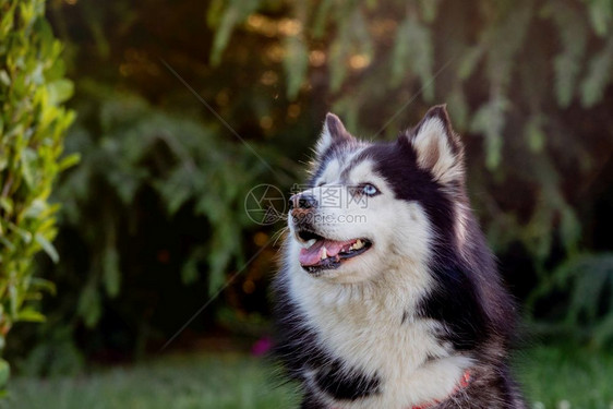 一种远足年轻的西伯利亚Husky在公园的草地上图片