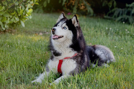 西伯利亚Husky在公园的草地上男生旅行动物图片