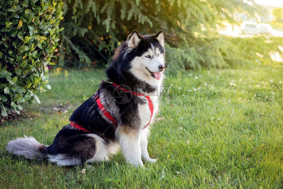 年轻的品种美丽西伯利亚Husky在公园的草地上图片