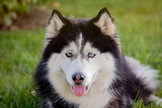 外部西伯利亚Husky在公园的草地上一种快乐的图片