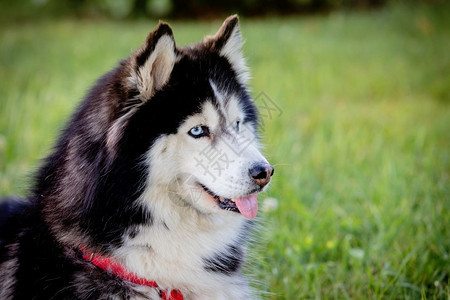 沙哑男生西伯利亚Husky在公园的草地上巴拉班图片