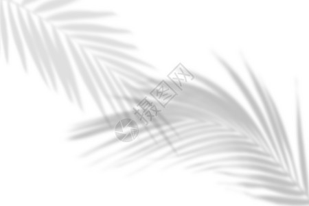 稠密覆盖白墙上热带树叶的阴影棕榈黑白图像叠加照片或布局白墙上热带树叶的阴影黑白图像叠加照片或布局阴凉处图片