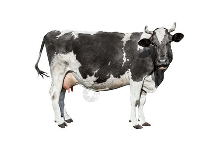 奶牛被白色隔离说话的黑色和白奶牛有趣的好奇奶牛农场动物疯狂的胖有角图片