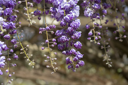明亮的春花中盛有明蓝和紫维斯特利亚鲜花的集锦团清蓝和紫维斯特利亚鲜花团紫藤美丽背景图片