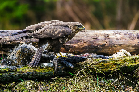 挑衅的普通秃鹰Buteobuteo猛禽春天站在森林里普通秃鹰buteo在森林里生活打猎图片