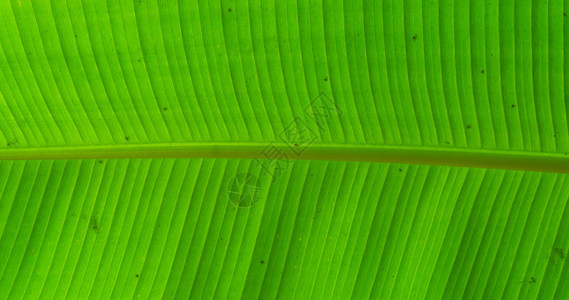 一种结构体树木香蕉植物叶广受欢迎的热带水果产植物自然背景的大型封闭香蕉树叶热门带水果生产植物图片