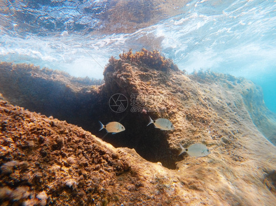 礁背负着生活爱奥尼亚海水下景观带鞍海鲷Obladamelanuragopro拍摄图片