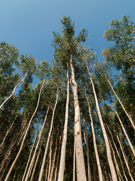 生的树木Eucalyptus种植园用于造纸或木香味图片