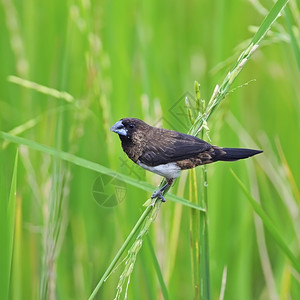 轮廓一种账单彩色棕褐的木尼亚鸟白大发的MuniaLonchurastriata站在稻枝上米盘背面档案中图片