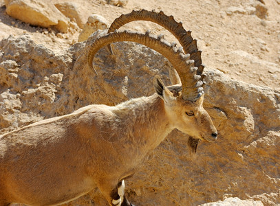 地质学马赫特什动物以色列MakhteshRamon山羊图片
