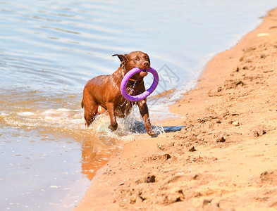 动物一种夏天清晨在河边散步时追逐拉布多犬寻回图片