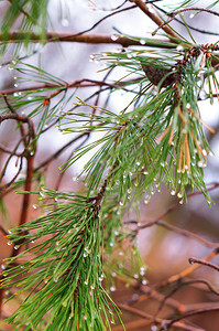 植物冷杉带锥子的螺旋树枝风针上的雨滴水图片