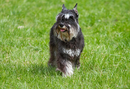 动物夏天一种狗Zwergschnautzer在绿草上图片