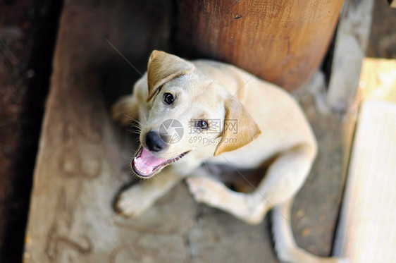 泰国小狗土生肖像有眼睛的流浪狗纯种救援户外图片