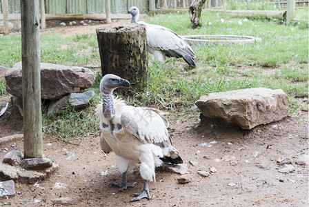 坐着非洲南部秃鹰自然公园中的秃鹫野生动物灰色的图片