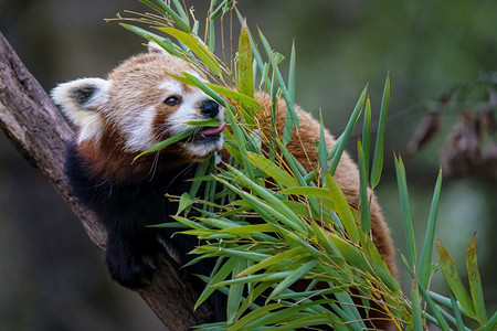 吃竹子的熊猫图片