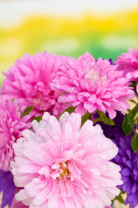 情人节玫瑰花夏天爱园艺绿色背景上的粉花和VioletDahlia花背景