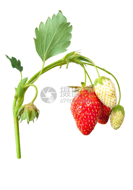 草莓丛果实绿色味图片