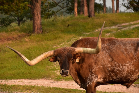 家畜清晨时分看长角牛的脸一种德克萨斯州图片