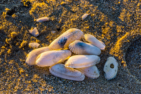 在沙滩热带海背景中铺设的堆积白贝壳放松旅游图片