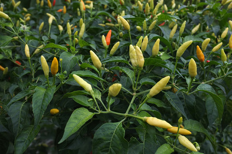 蔬菜在花园里种植辣椒花彩丰富多的白色图片