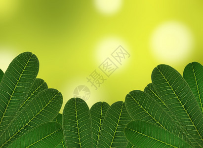 有自然背景的绿树叶透明有机的植物学图片