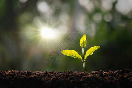 土壤节省全球的在花园里种植小树晨光概念在花园中照亮生态和拯救地球图片