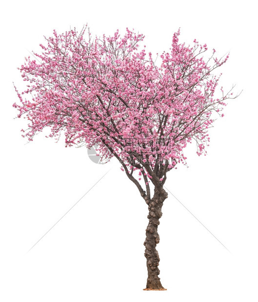 绽放在白色背景中被孤立的粉红大树开花生活高的图片