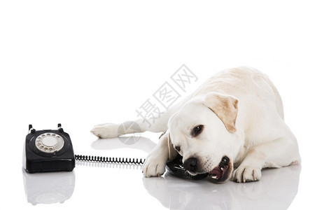 沟通称呼美丽的拉布多狗用电话说幽默图片