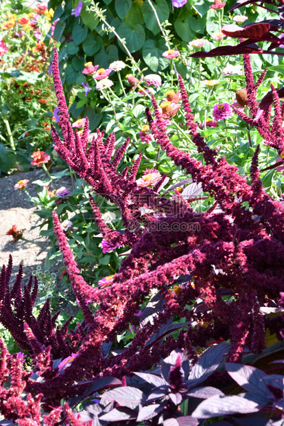 紫色的叶子在炎热一天夏花园里放着阿玛兰斯花朵场地图片
