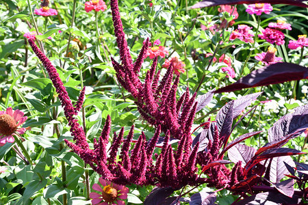 户外丰富多彩的在炎热一天夏花园里放着阿玛兰斯花朵健康图片