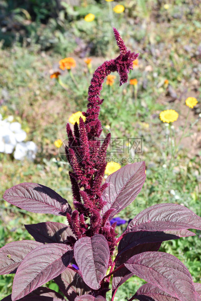 苋菜花的食物在炎热一天夏花园里放着阿玛兰斯花朵图片