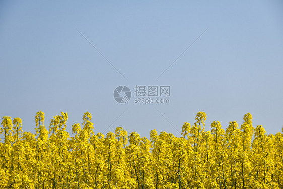 乡村的在一片无云蓝色天空中紧贴着一朵鲜花的场春天农图片