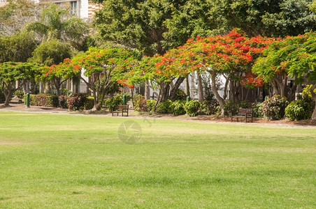 夏天正式的自然加那利群岛LaGomera岛的大型花园图片