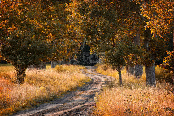 秋季的森林道路图片