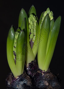 植物深底带鲜花的hyacynth灯泡土壤绽放图片