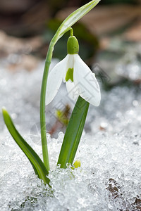 春天雪花莲在地里瓣生活朵图片