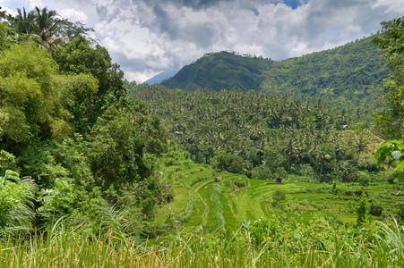 水爬坡道生长印度尼西亚巴厘地区典型的梯田稻图片