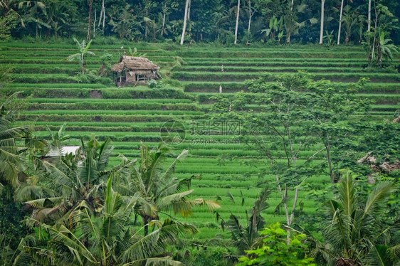 阳台巴厘岛印度尼西亚巴厘地区典型的梯田稻字段图片