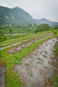 绿色旅行印度尼西亚巴厘地区典型的梯田稻美丽图片