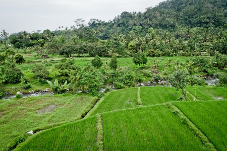 印度尼西亚巴厘地区典型的梯田稻新草有机图片