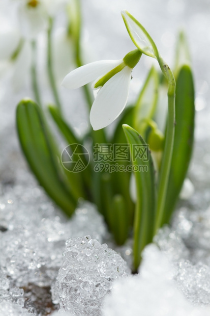 森林雪中的白花朵瓣莲图片