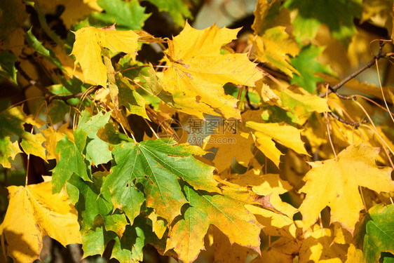 人们自然叶子秋天的卡纳迪安红绿叶图片
